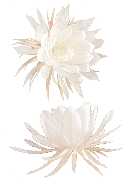 摸了个昙花素材也不知道有没有人要qwq