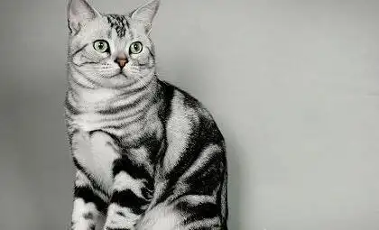 奥西猫和美国短毛猫打架谁更厉害美国短毛猫身强体壮,身材匀称,体型从