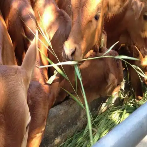 什么地方出售黄白花牛