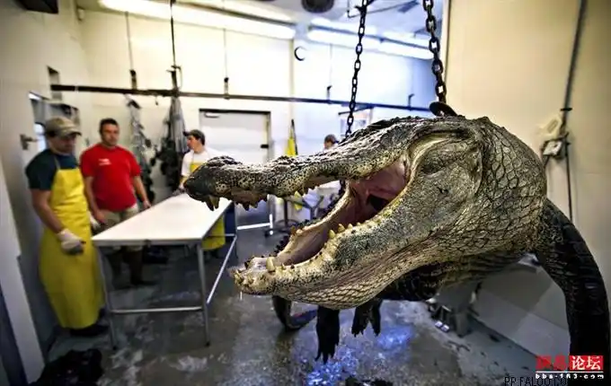 揭秘动物标本制作全过程