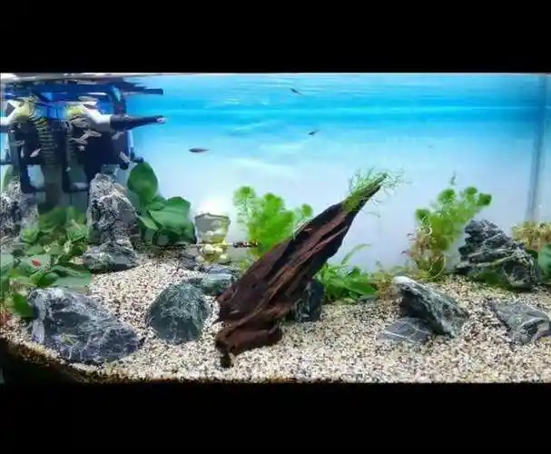 养鱼新手开缸之鱼缸造景篇(三)