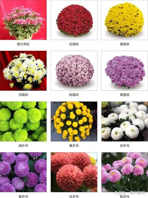 菊花苗菊花品种观赏菊花国庆菊千头菊菊花展