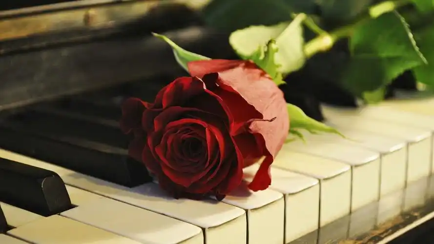 钢琴键上的玫瑰花壁纸