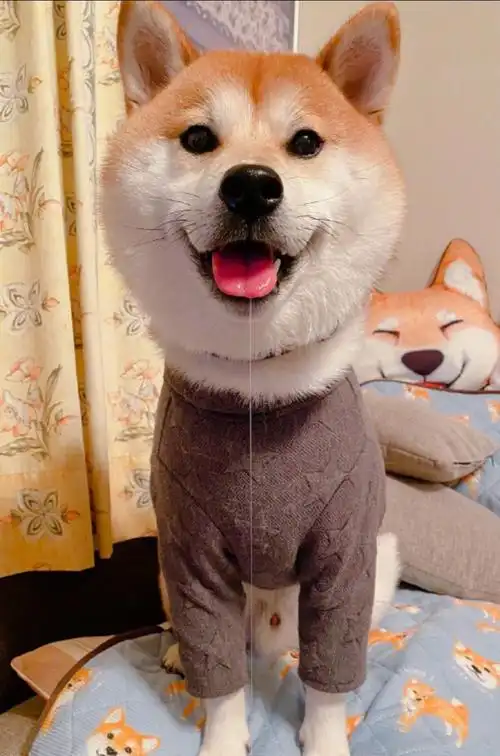 今日萌图在恶劣天气中的新闻报道中百分百会出现的散步柴犬