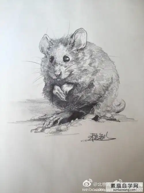 素描速写老鼠