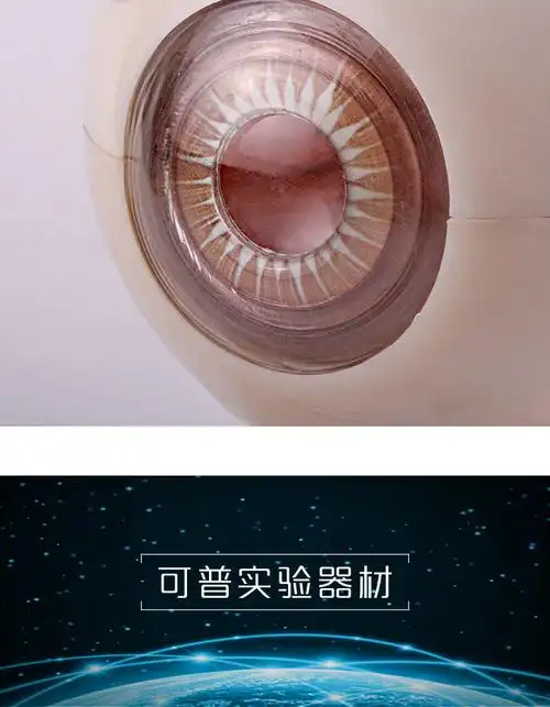 眼球模型,眼球结构解剖模型眼珠构造生物实验器材中学生物演示