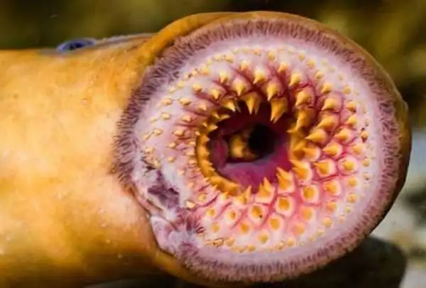 男子河中洗澡发现地球上最古老生物"僵尸鱼"