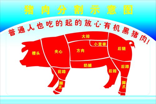 569海报印制海报展板素材627猪肉分割示意图