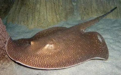 身体扁平且凶猛的淡水魟鱼图片分享!