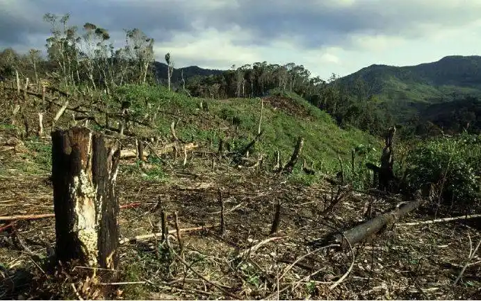 原创亚马逊雨林正退化为草原地球之肺排碳超过吸碳人类时间不多了