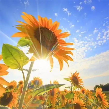 给人一种阳光的头像高清唯美阳光干净的微信头像图片