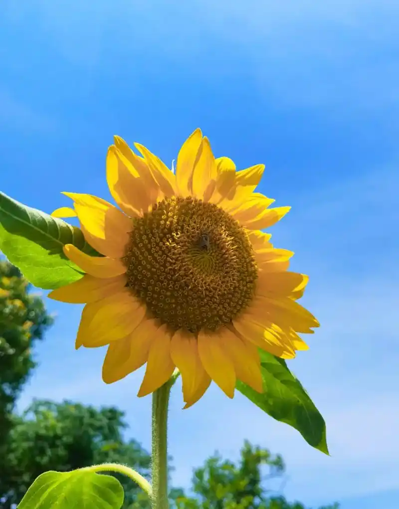 花儿如此多娇#向日葵花海 #长沙 #手机摄影 #松雅湖湿地公 - 抖音