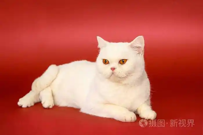 红色背景上的漂亮猫纯种猫英国冷静的动物