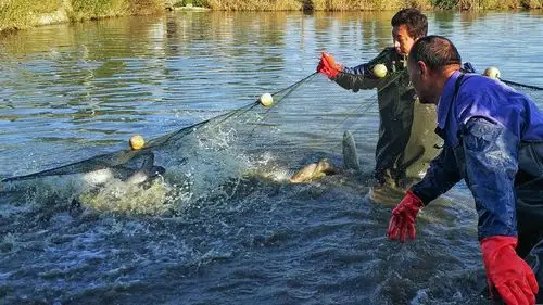 围网捕鱼,手机拍摄,snapseed调色