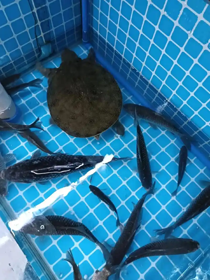 野生黑鱼已经售出,务挂念##人只要坚持做好自己,看清