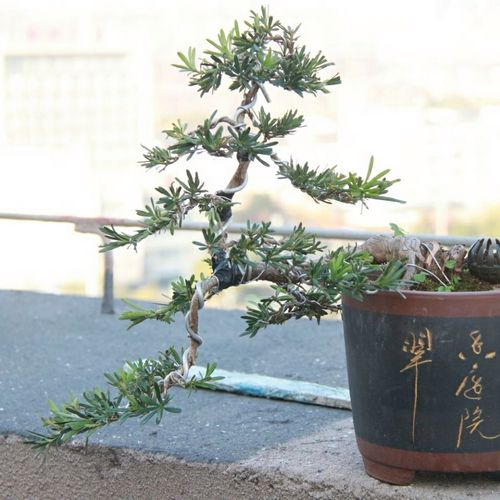 南通雀舌罗汉松盆景 临水式造型 半悬崖盆景 通派盆景