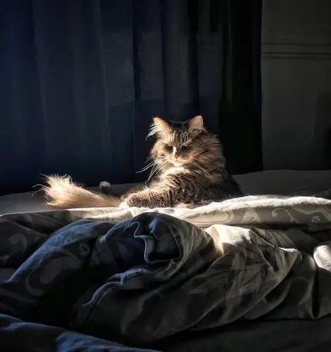 有无威武霸气猫猫头像