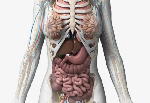 人体各器官及其功能简介(解剖图说)_360问答
