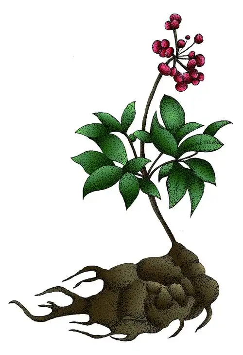 三七|插画|创作习作|沈桐冰 - 原创作品 - 站酷 (zcool)