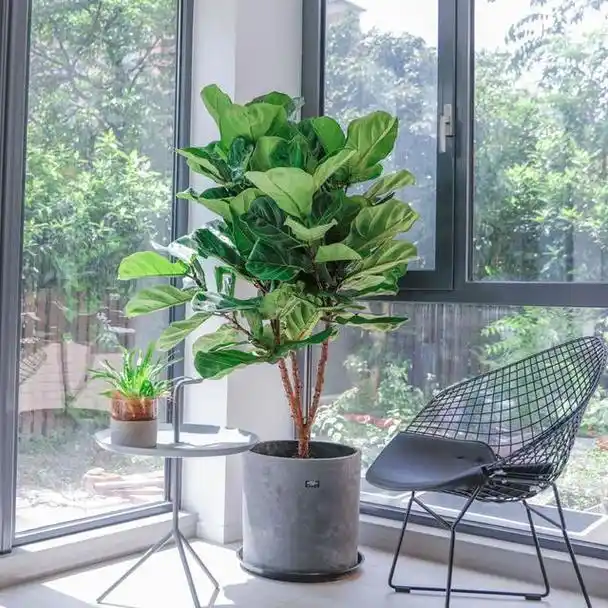 客厅绿植的选择