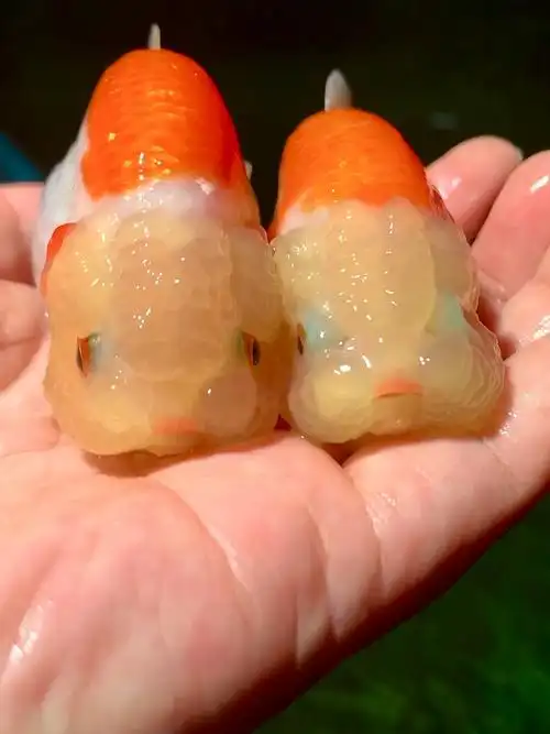 一对小美人自带口红色号红白兰寿金鱼