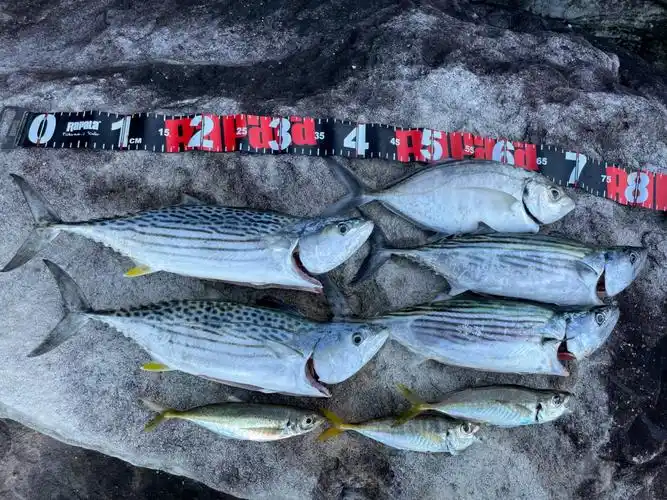 连着四条bonito拉到手软