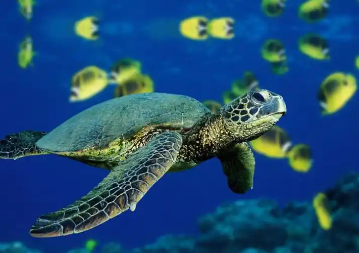 高清乌龟王八图(海龟旱龟40幅)