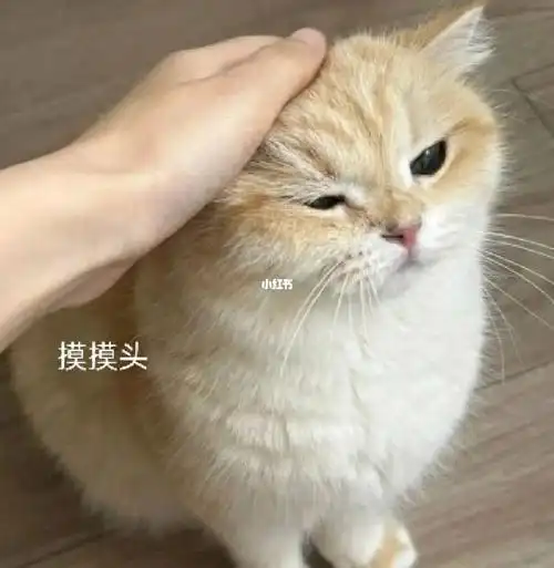 猫咪表情包