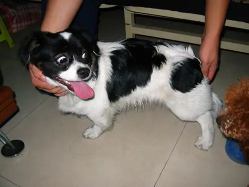 这种黑白花纹狗是什么品种?