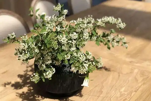 绣线菊也能盆栽,光足水足好生长,养好了花朵繁密似雪!