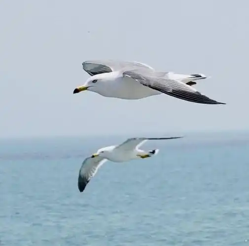 摄影欣赏海鸥与大海