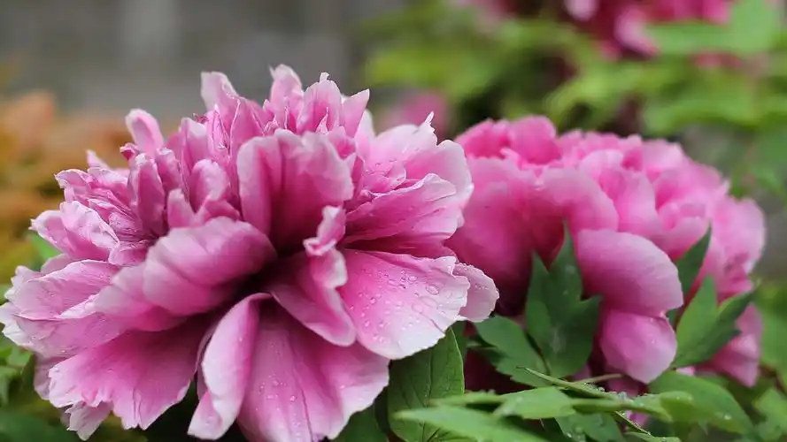 洛阳牡丹图片花卉鲜花花朵牡丹