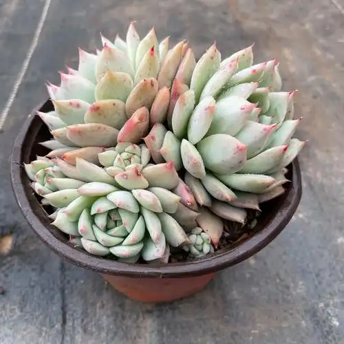 墨墨园艺多植物tp蒂比群生多头老桩办公室阳台多肉植物