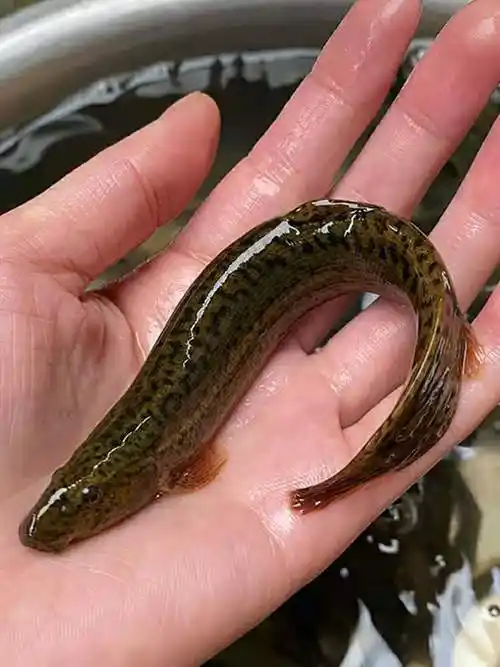 大泥鳅肉食用水产青鳅黄鳅活体喂宠物鲜活新鲜现杀昌盛隆5斤大泥鳅