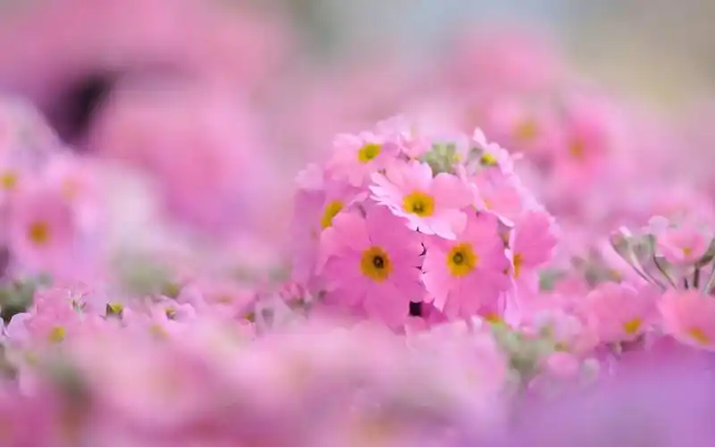 小清新唯美花海风景,高清图片,电脑桌面-壁纸族