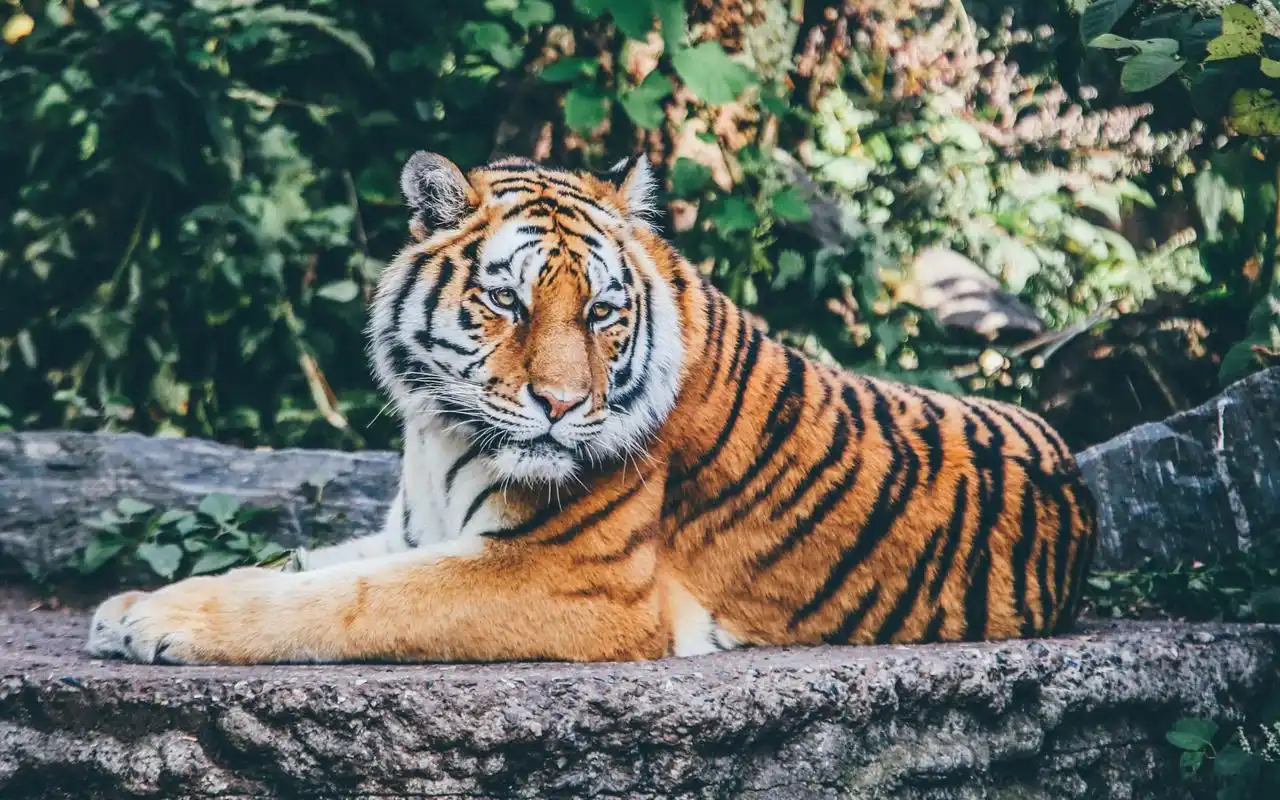 老虎高清动物摄影图片桌面壁纸
