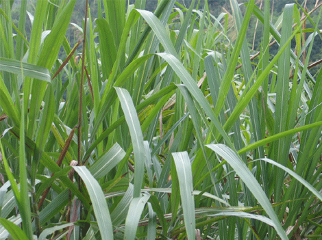 学习尖茅草,深扎根,快成长