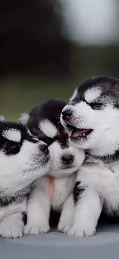 宠物壁纸丨是谁家的二哈呀