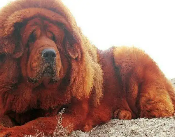 金毛狮王一窝,红毛