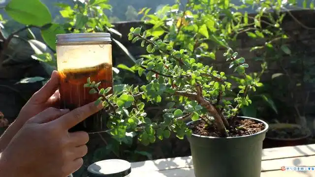 给金枝玉叶施肥,选择这种"自制肥",肥到流油