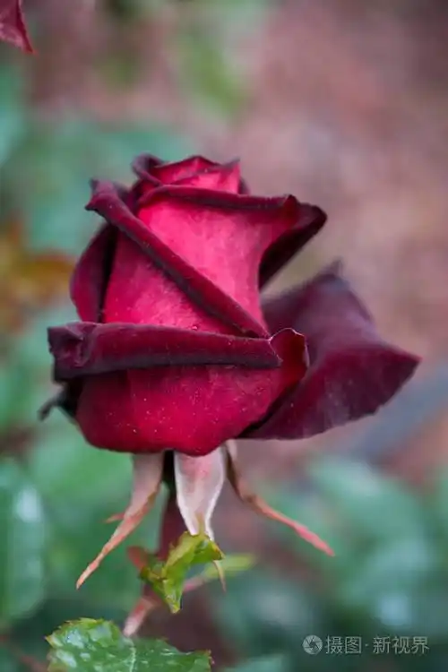 花园背景上美丽多彩的玫瑰花
