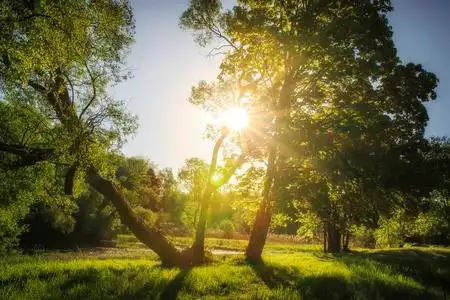 明亮的绿树夏日的自然晴朗的早晨.阳光下郁郁葱葱的绿树和青草.