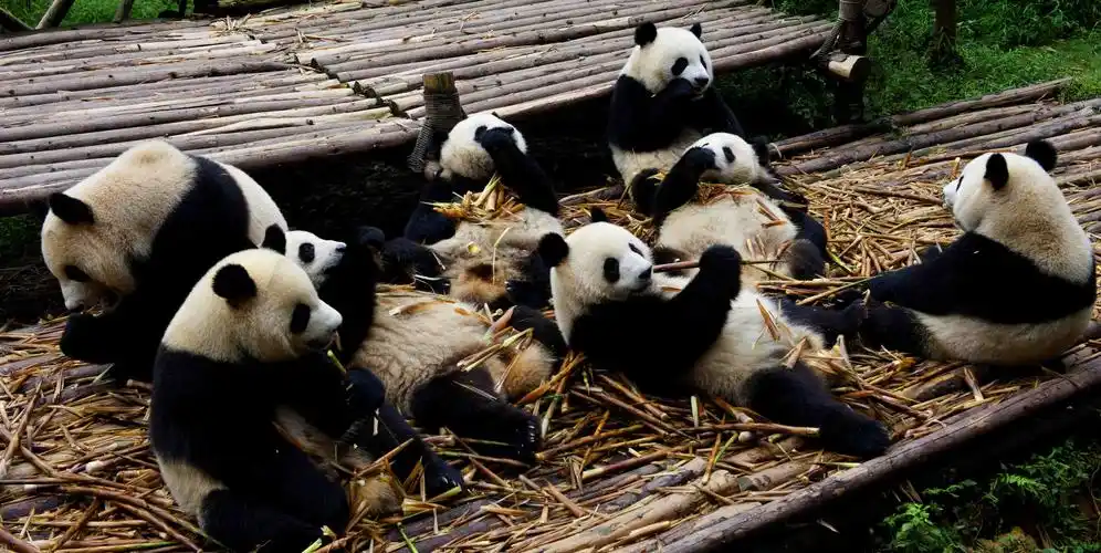 成都出发都江堰熊猫基地九寨沟黄龙旅游攻略