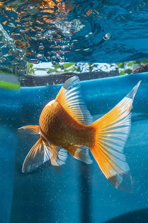 又是金鱼.又是金鱼#摄影 #金鱼 - 抖音