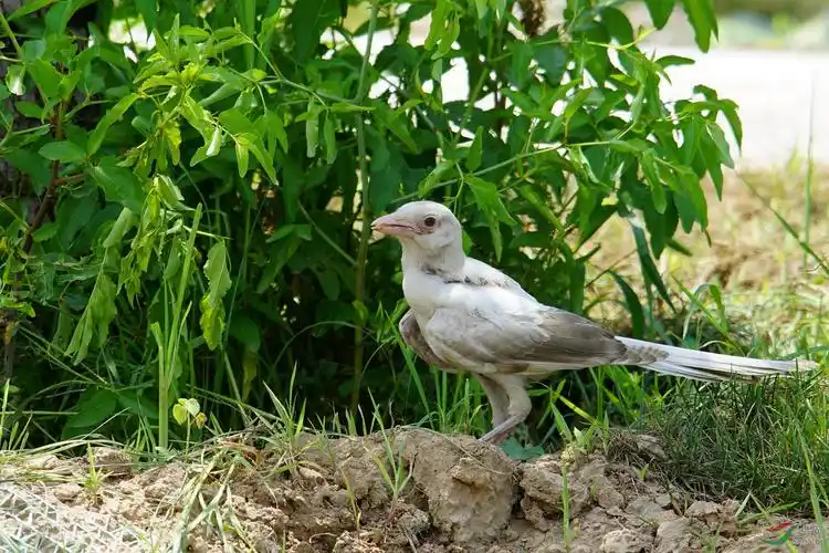 罕见罕见白喜鹊