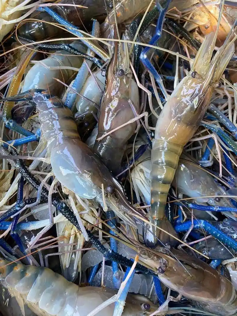 大虾鲜美营养,是餐桌必备!蒸制5-8分钟即可锁住鲜嫩与营养.