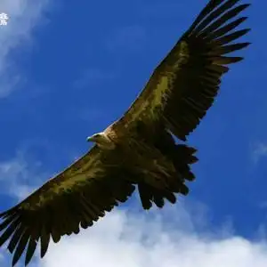 翱翔的鹰头像