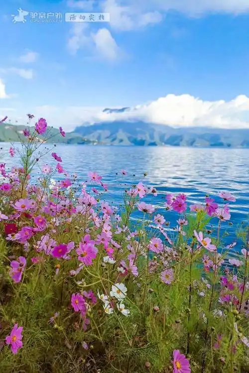 蓝天白云猪槽船,还有漫山的格桑花盛开!_九月_阳光里_湖畔