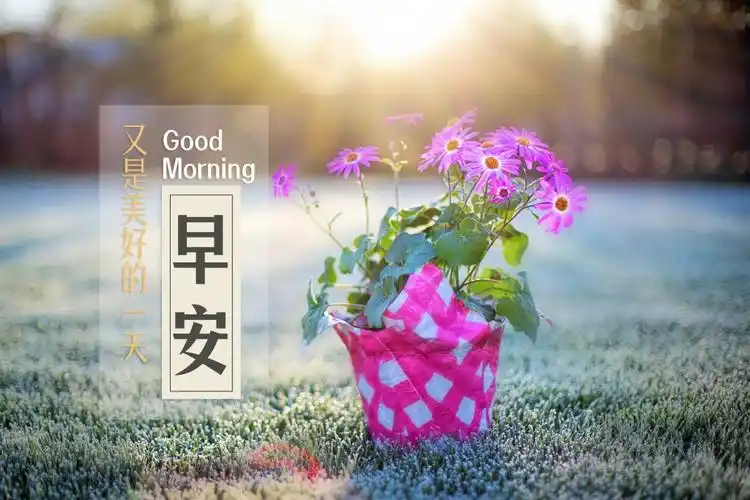 暖心早安打卡文字图片