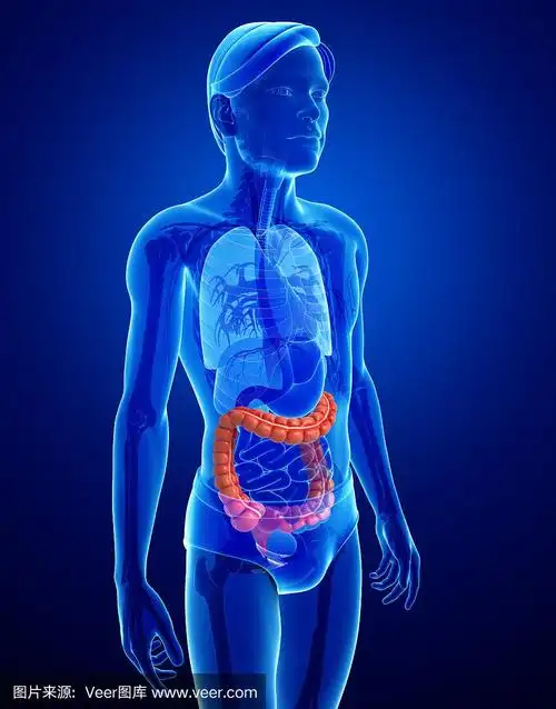 男性大肠解剖